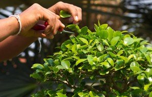 Bonsai schneiden regeln Tipps