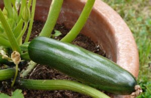 Zucchini auf Balkon oder Terrasse anbauen und ernten