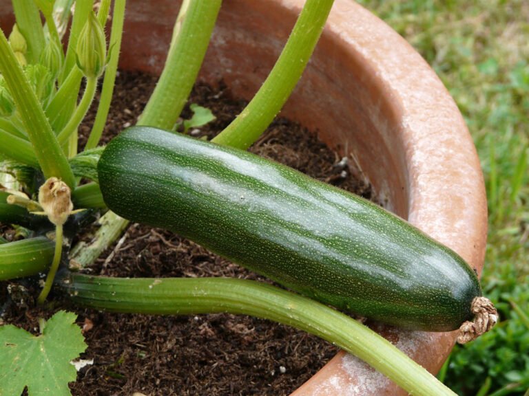 Zucchini auf Balkon oder Terrasse anbauen und  frisch ernten