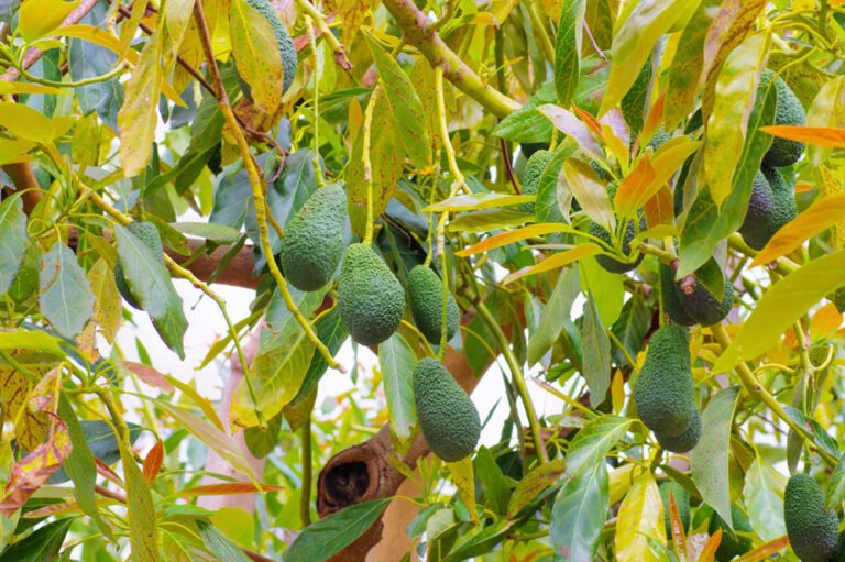 Avocado bekommt braune Blätter – Ursachen & Behandlungstipps
