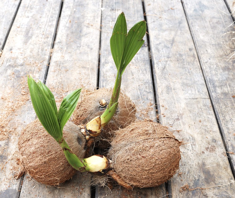 Kokospalme umtopfen – So machen Sie es richtig
