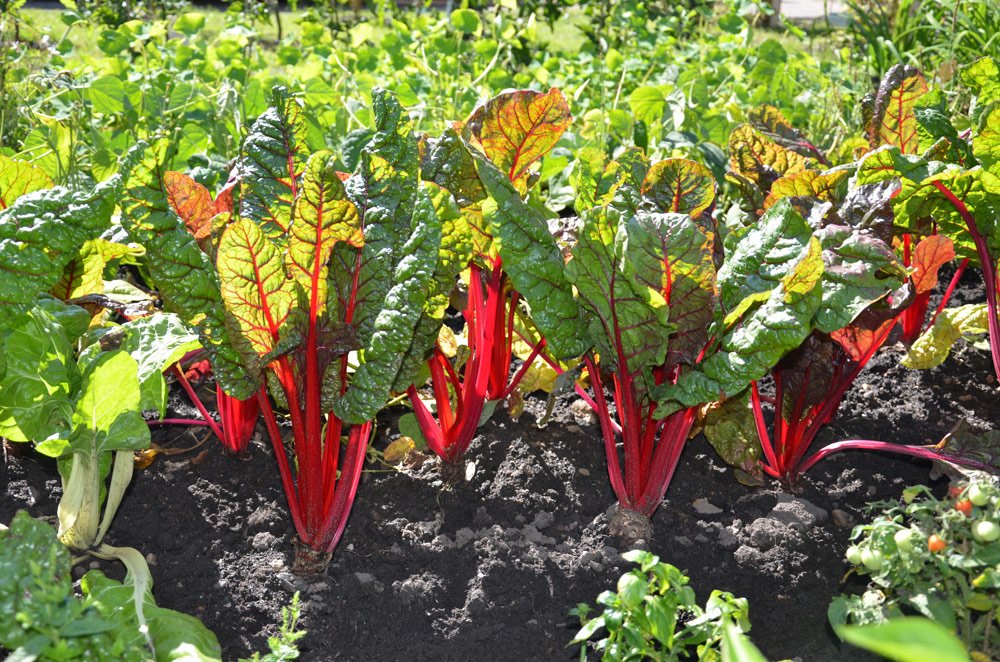 Mangold im Garten Mangold Nährwerte