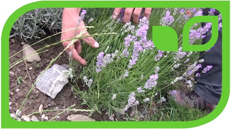 Video: Lavendel schneiden – Anleitung und der richtige Zeitpunkt