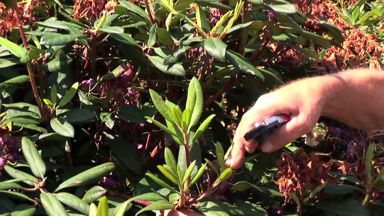 Video: Rhododrendon schneiden nach der Blüte – Anleitung & Tipps