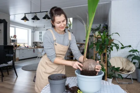 Kokospalme wird eingepflanzt
