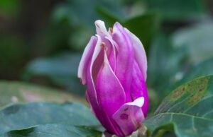 Magnolie: Krankheiten und Schädlinge