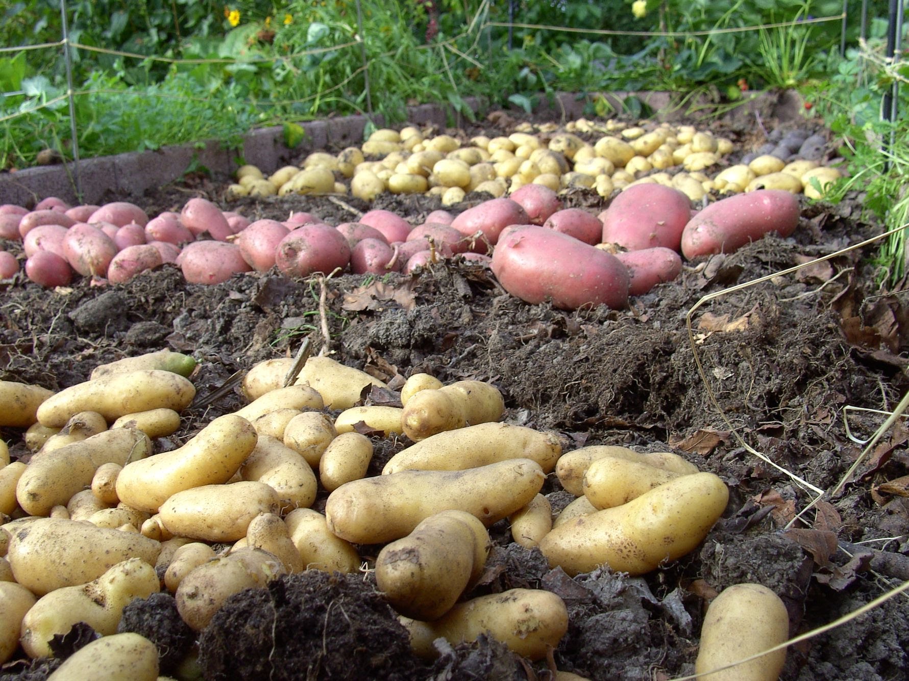 Video: Kartoffeln anbauen – Große Ernte auf kleinem Platz