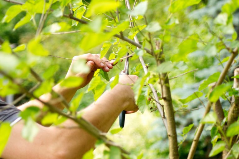 Pfirsichbaum schneiden – So wird’s gemacht