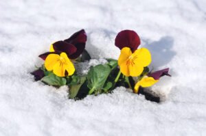 Stiefmütterchen überwintern