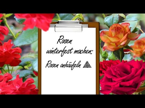 Video: Rosen anhäufeln – So einfach geht’s