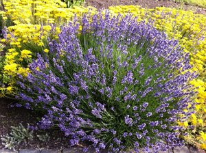 Lavendel überwintern – So blüht er auch im nächsten Jahr wieder