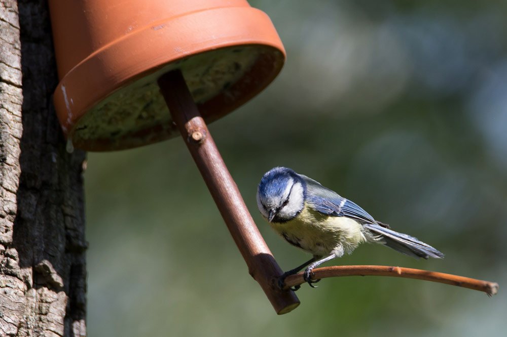 Tontopf als Futterglocke für Meisen und Co. Vogelfutterhaus aus Tontopf basteln