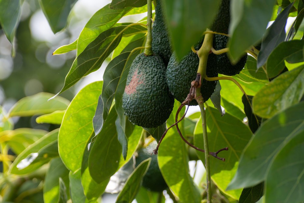 Avocado überwintern