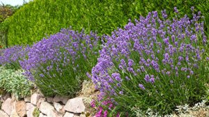 Lavendel kombinieren – Das sind die besten Partner für die mediterrane Pflanze