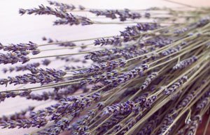 Lavendel trocknen - So wird's gemacht