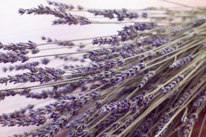 Lavendel trocknen - So wirds gemacht