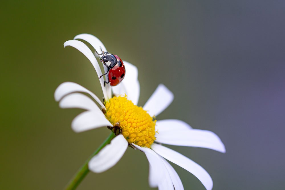 Marienkäfer gegen Schadinsekten auf Mageriten