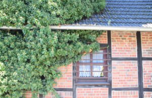 Fassadenbegrünung mit Hopfen