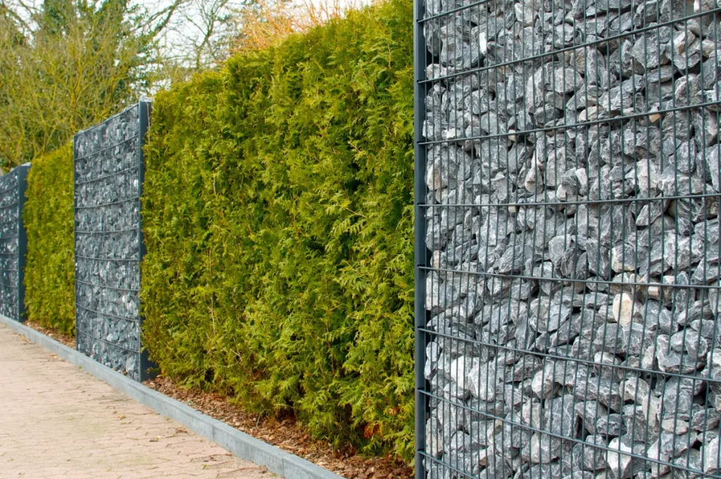 Gabionen-Zaunelemente wechseln sich mit einer Heckenbepflanzung ab.