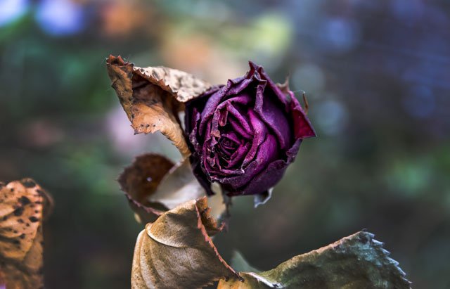 Verblühte Rosen können im Herbst bedenkenlos abschneiden