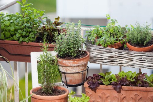 Kräutergarten gestalten - 21 Ideen für große und kleine Gärten