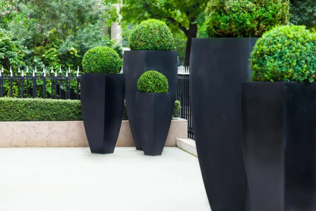 Pflanzkübel mit Buchs stehen auf einer Terrasse und dienen als Sichtschutz.