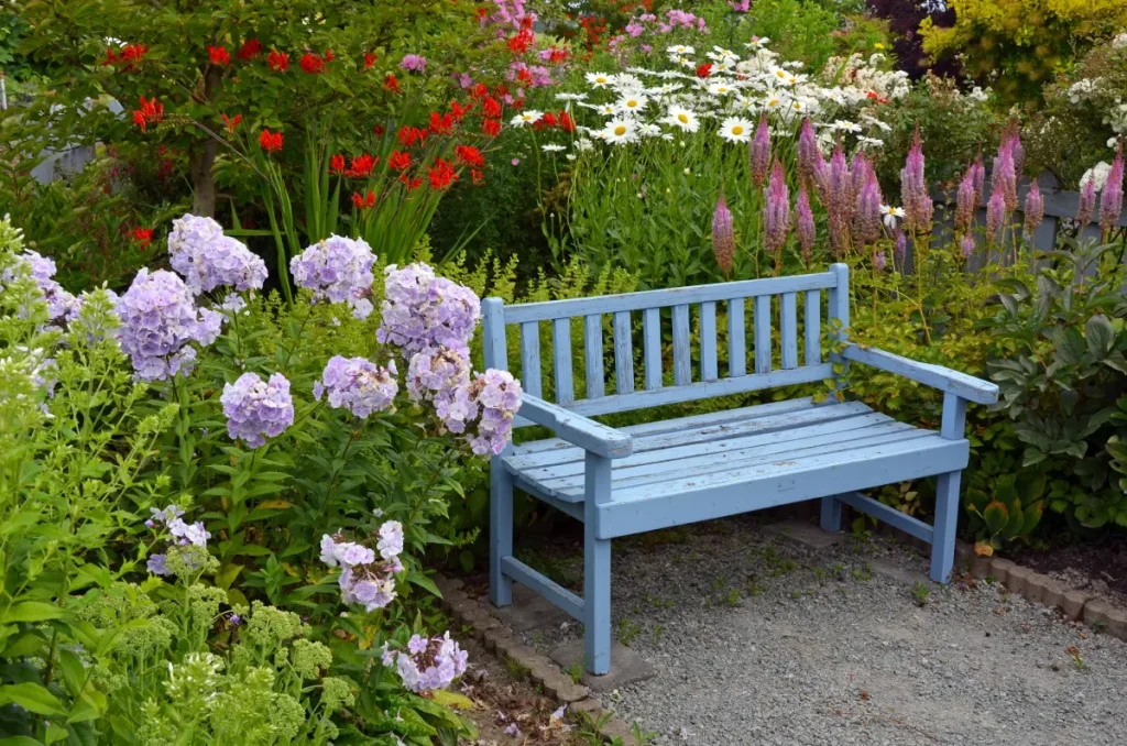 Blaue Gartenbank vor einem Beet mit Roter Prachtspiere, Flammenblume und Margeriten im Bauerngarten.