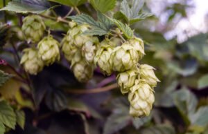 Hopfen: Krankheiten und Schädlinge