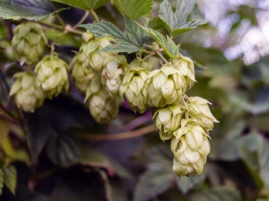Hopfen im Garten 6 Tipps für den Anbau