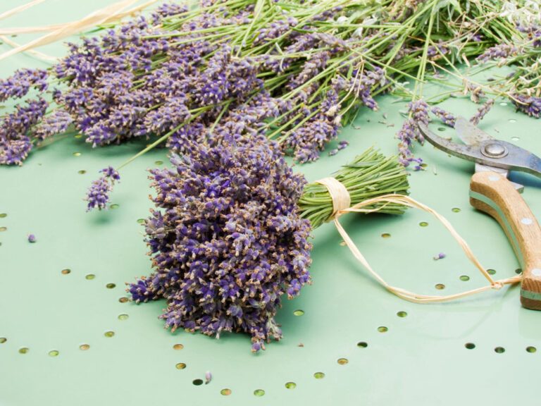 Lavendel trocknen – So wird’s gemacht