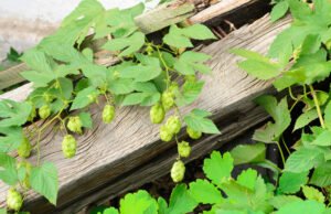 Wilden Hopfen bekämpfen