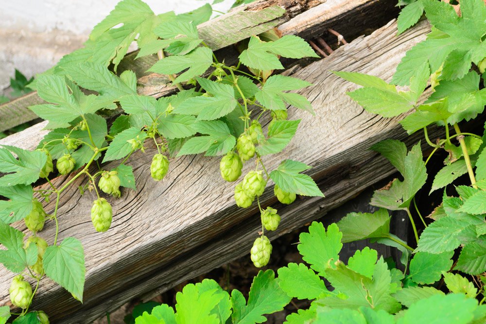 Wilden Hopfen bekämpfen