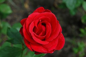 Edelrose "Roter Stern"