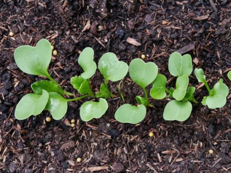 Radieschen säen: 3 Alternativen zum Gartenbeet Radieschen säen: Hier im Gartenbeet