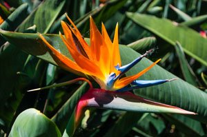 © majonit - Fotolia.com Strelitzien brauchen es warm