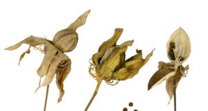 Braune Samenkapseln vom Hibiskus.