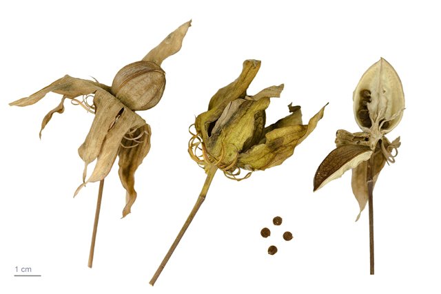 Hibiskus vermehren mit Samen – Anleitung und Tipps