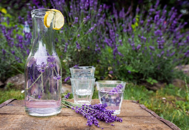 Lavendel-Limonade: Rezept für ein besonderes Erfrischungsgetränk