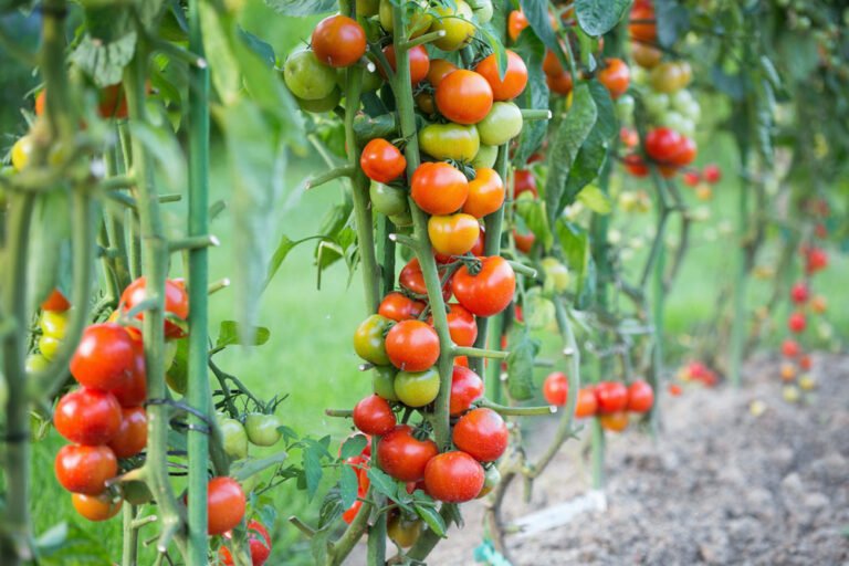 Tomaten düngen – So wird’s gemacht