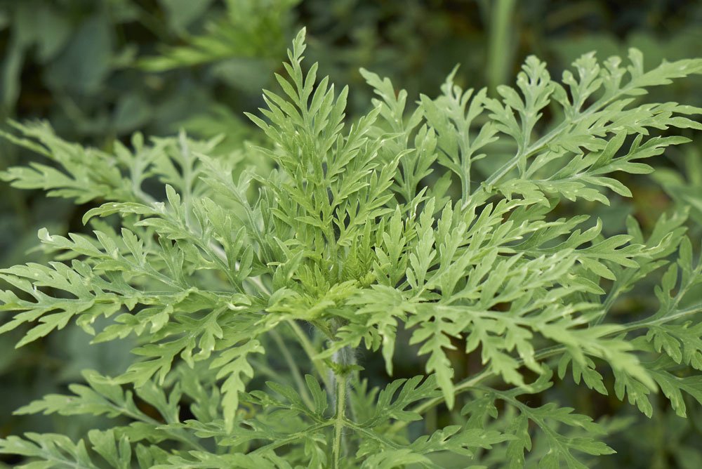 Ambrosia Pflanze erkennen und bekämpfen – Tipps gegen das Allergie-Unkraut