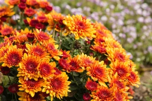 Chrysanthemen: Schädlinge und Krankheiten erkennen und vermeiden Chrysanthemen Schädlinge und Krankheiten