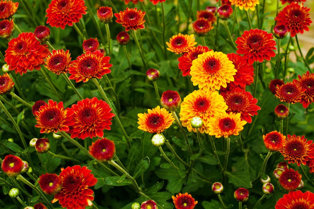 Winterharte Chrysanthemen – Das sollten Sie wissen