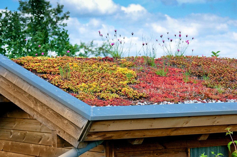 Gartenhausdach bepflanzen – Anleitung für eine umweltfreundliche Dachbegrünung