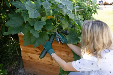Gurken im Hochbeet pflanzen – Tipps für einen ertragreichen Anbau Gurken im Hochbeet pflanzen