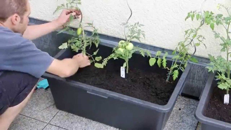 Tomatenkübel aus Mörtelkasten selber bauen – Eine reiche Ernte auf kleinem Platz