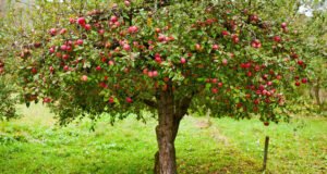 Apfelbaum düngen