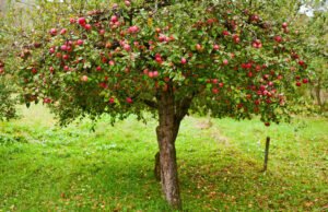 Apfelbaum düngen