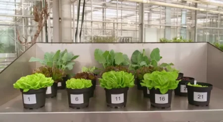 Video: Blumenerde im Vergleich