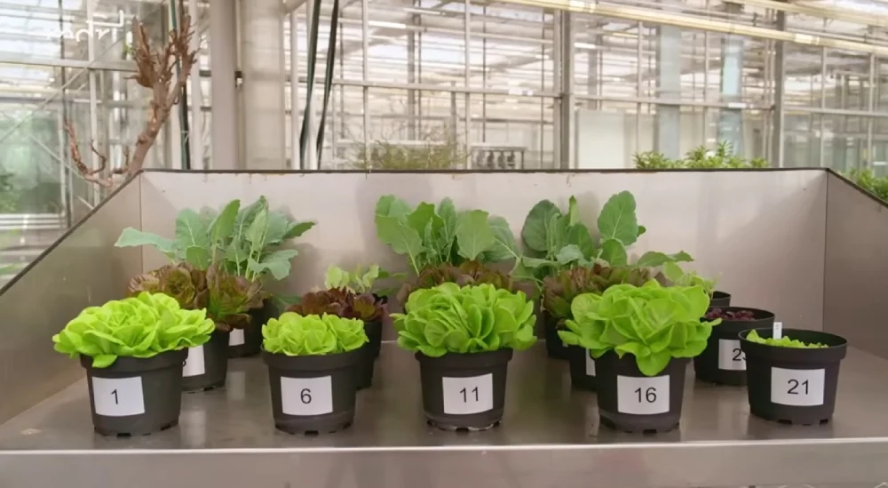 Video: So lässt sich gute Blumenerde von schlechter unterscheiden Video: Blumenerde im Vergleich