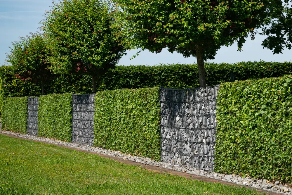 Zaun-Kombination aus Gabionenmauer und grüner Hecke.